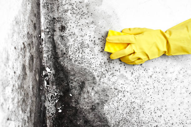 Why You Should Choose Our Mold Remediation Services in South Pasadena, FL